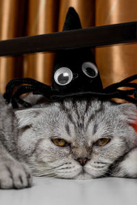 Close-up portrait of a cat