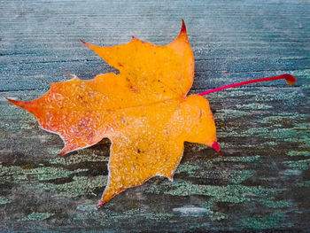 Close-up of maple leaf during autumn