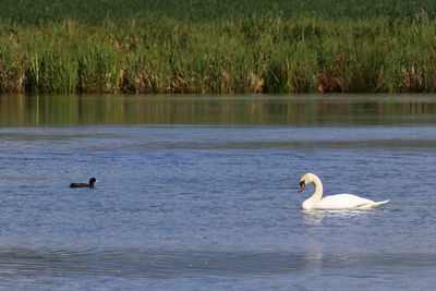 Swans swimming in lake