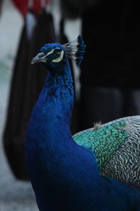 Close-up of peacock