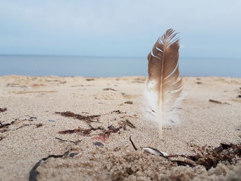 Close-up of feather on beach