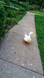 High angle view of bird in park