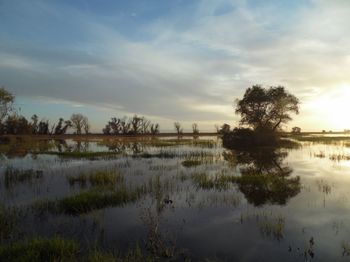 Reflection of trees in calm lake against sky