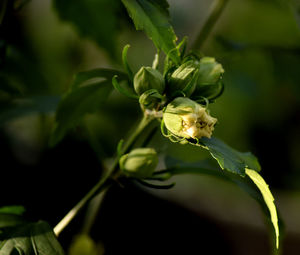 Close-up of green insect on plant