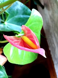 Close-up of flowers