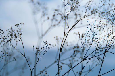 White flowers of gypsophila. blurred and fuzzy plant background close up of delicate baby's breath 