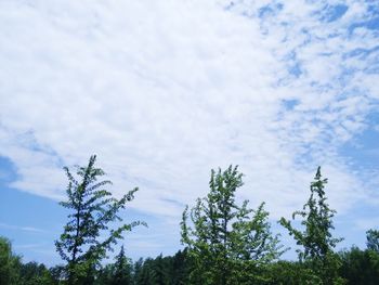 Low angle view of trees against sky