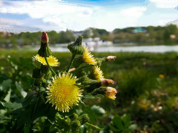 Close-up of yellow flowering plant against sky