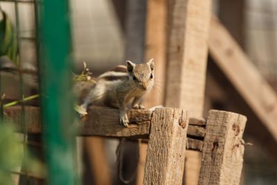 Portrait of squirrel on wood