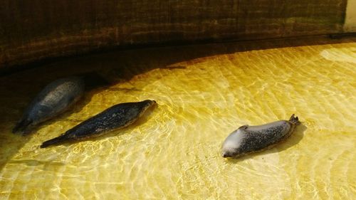 Close-up of fish in sea
