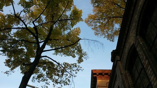 Low angle view of tree against sky