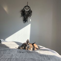 Dog sleeping on bed against dreamcatcher hanging on wall