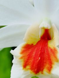 Close-up of white rose flower