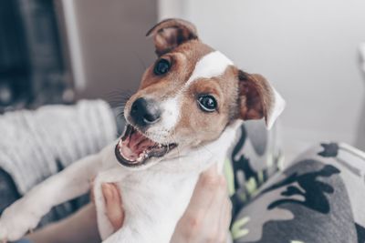 Portrait of dog looking at home