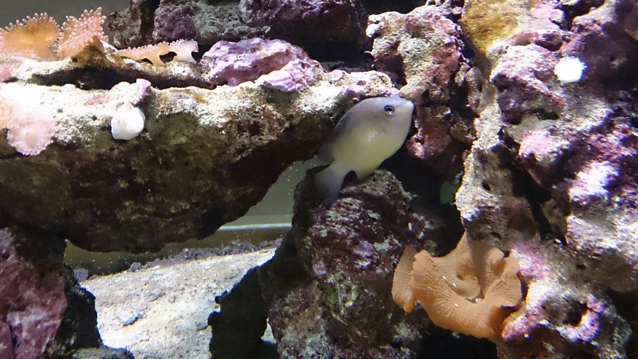 FISH SWIMMING UNDERWATER