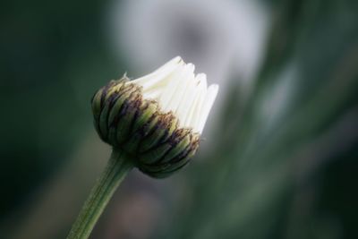 Close-up of flower bud