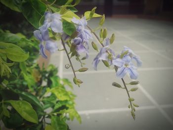 Close-up of plant