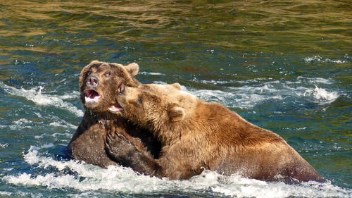 2 grizzlies fighting in the water