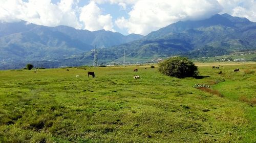 Cows grazing on field against sky