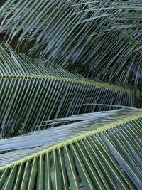 Full frame shot of palm trees