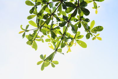 Low angle view of leaves against sky