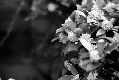 Close-up of flowering plant