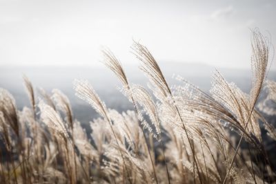 View of reed grass