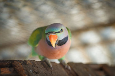 Close-up of parrot perching on wood