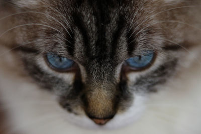 Close-up portrait of cat