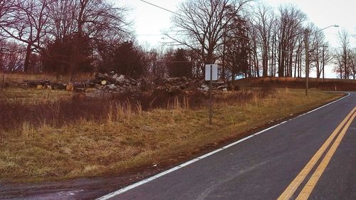 Road along trees