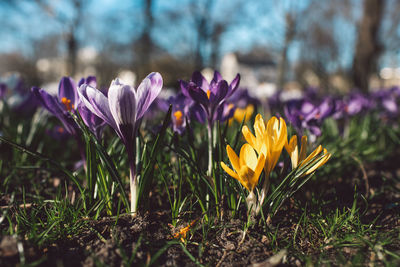 Close-up of purple crocus flowers on field