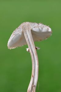 Close-up of a lizard on leaf