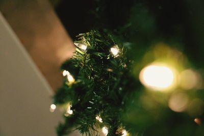 Close-up of christmas tree at night