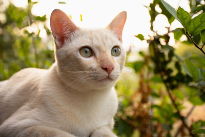 Close-up portrait of a cat