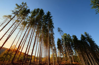 Low angle view of pine trees against sky