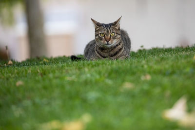 Portrait of cat on field