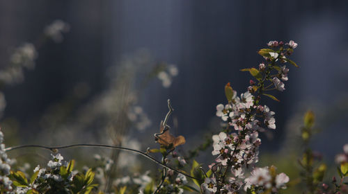 Close-up of flowers growing on tree