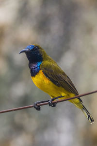 Close-up of parrot perching on a bird