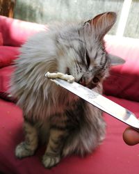 Close-up of cat sleeping on sofa