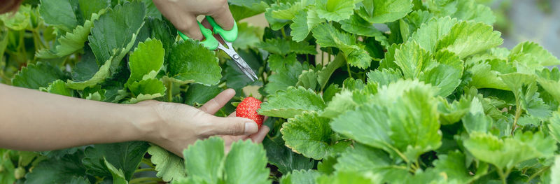 Cropped hand of woman holding plant