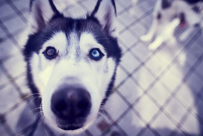 Close-up portrait of dog