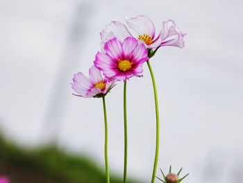 Close-up of pink cosmos flower