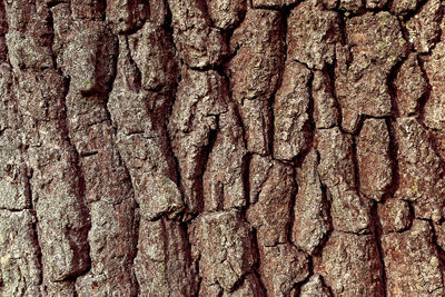 Full frame shot of tree trunk