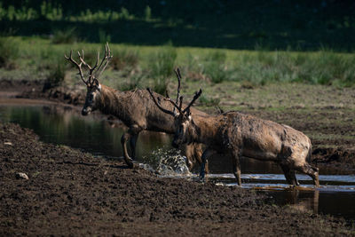 Deer in a lake