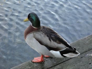 High angle view of bird perching on lake