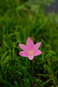 Close-up of pink flower blooming outdoors