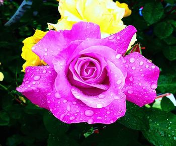 Close-up of wet pink rose