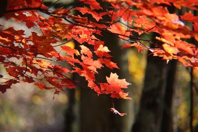 Close-up of maple leaves on tree