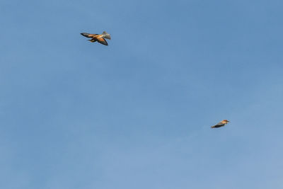 Low angle view of birds flying against clear blue sky