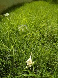 Close-up of sheep on field